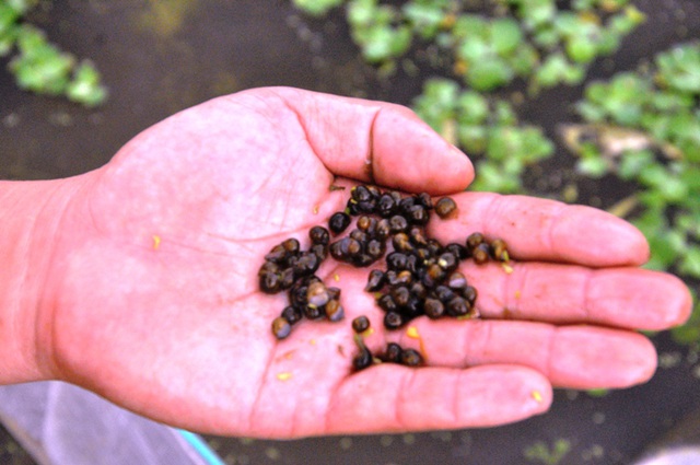 8X bỏ nghề điều dưỡng về quê làm bạn với ốc, cá, kiếm nửa tỷ đồng mỗi năm-3