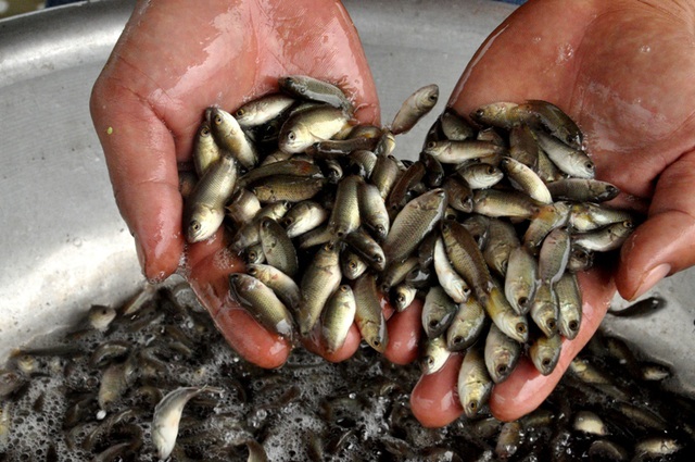 8X bỏ nghề điều dưỡng về quê làm bạn với ốc, cá, kiếm nửa tỷ đồng mỗi năm-6