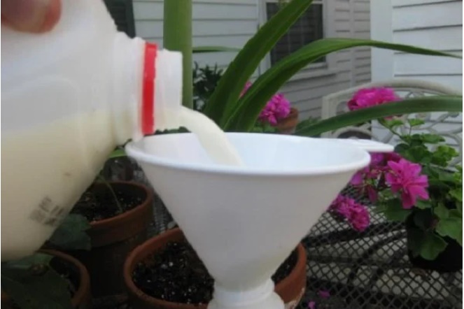 Sữa hết hạn vẫn tận dụng tốt nếu bạn dùng vào những việc này-2