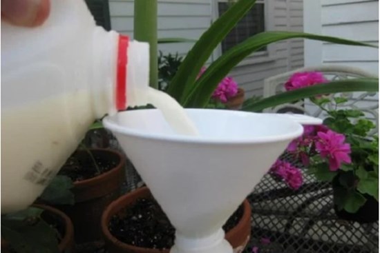 Sữa hết hạn vẫn tận dụng tốt nếu bạn dùng vào những việc này