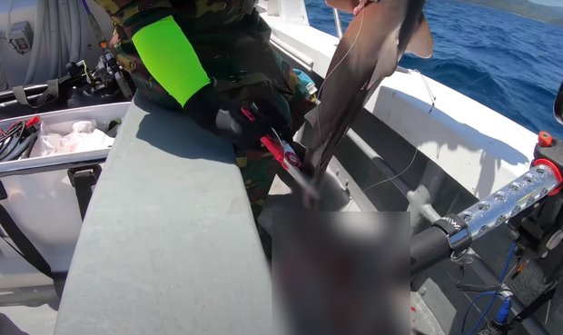 Tranh cãi việc nhà Quỳnh Trần JP ra biển câu cá mập con để ăn, cảnh máu me cũng được đưa ngay lên video-11