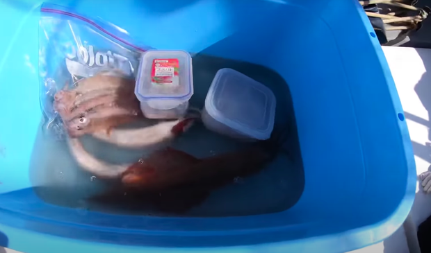 Tranh cãi việc nhà Quỳnh Trần JP ra biển câu cá mập con để ăn, cảnh máu me cũng được đưa ngay lên video-4