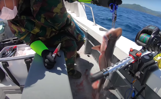 Tranh cãi việc nhà Quỳnh Trần JP ra biển câu cá mập con để ăn, cảnh máu me cũng được đưa ngay lên video-7
