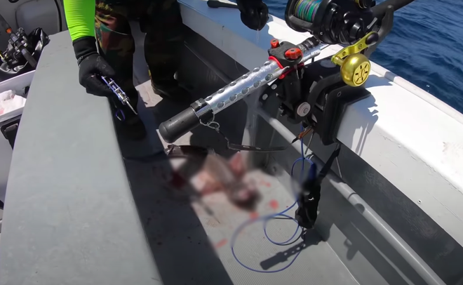 Tranh cãi việc nhà Quỳnh Trần JP ra biển câu cá mập con để ăn, cảnh máu me cũng được đưa ngay lên video-10