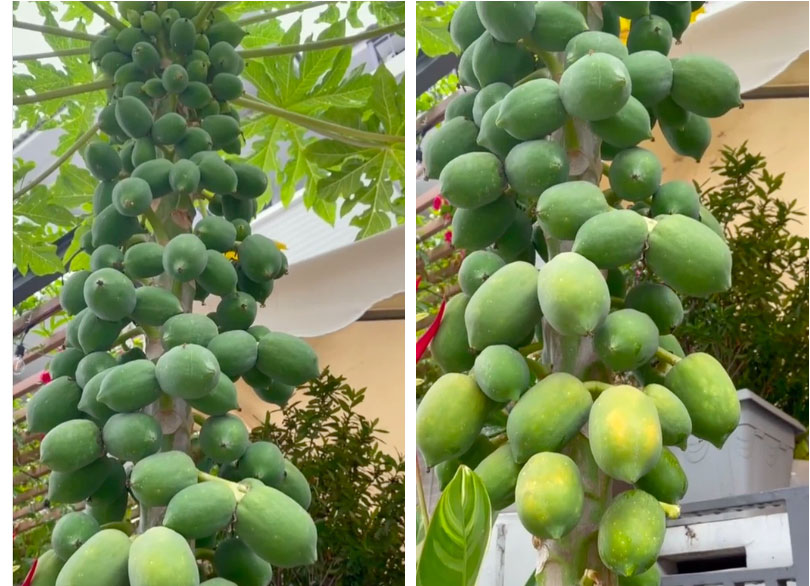 Nữ đại gia khoe cây đu đủ mọc trái ngang ngược trong vườn nhà, dân mạng nhìn vào liền phán 1 câu: Chỉ nhà giàu mới có!-1