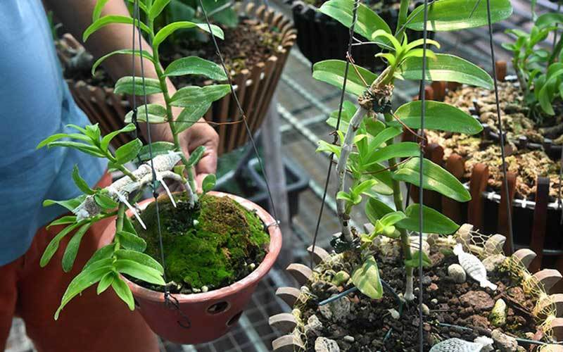 Vạch trần mánh lới đằng sau những vụ mua bán lan đột biến bạc tỷ-1