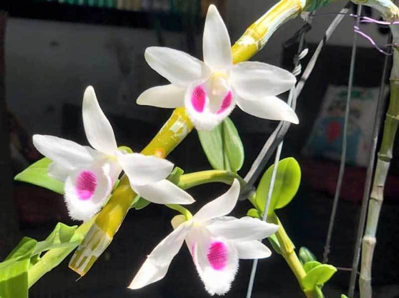 Vạch trần mánh lới đằng sau những vụ mua bán lan đột biến bạc tỷ-2