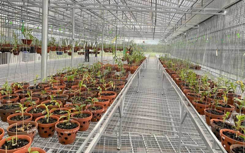 Vạch trần mánh lới đằng sau những vụ mua bán lan đột biến bạc tỷ-3