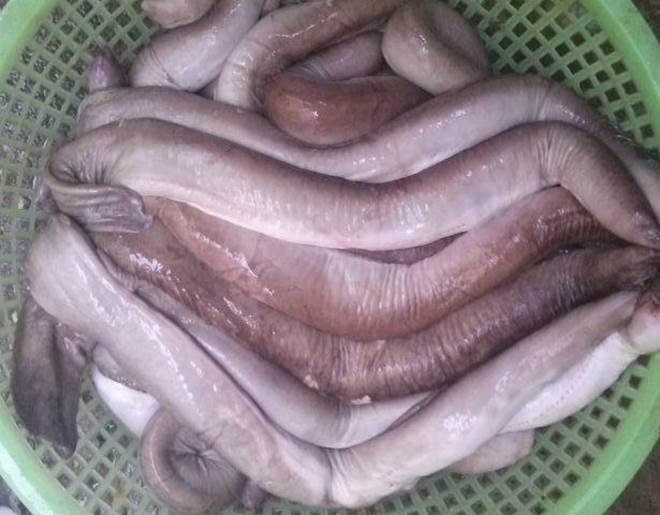 Loài cá đặc sản Bình Định bỏ lên vỉ nướng vẫn ngoe nguẩy, nhìn thì kinh hãi, ăn thì cực ngon-5