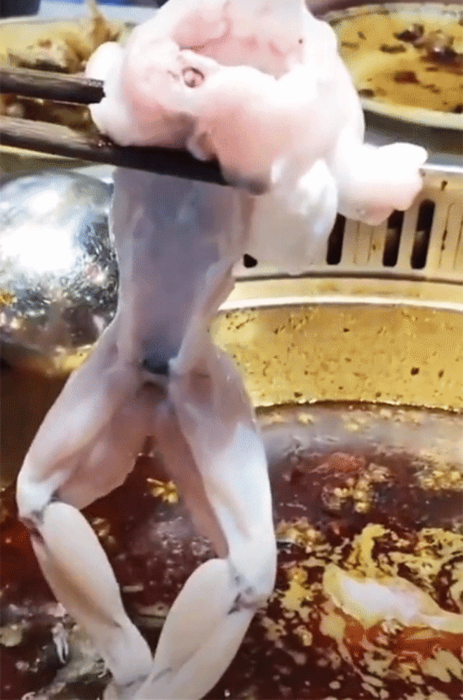 Tranh cãi dữ dội về cảnh hành hạ con ếch khi ăn lẩu: Ăn thì không ăn luôn đi sao phải trêu đùa thế?-3