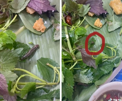 Đang ăn bún đậu thì phát hiện sâu lông bò trên khay rau của mình, cô gái tá hoả yêu cầu gặp chủ quán, đáng bực nhất là thái độ của nhân viên-1