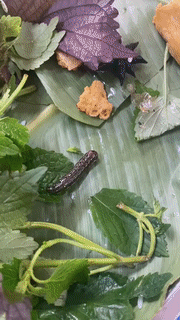 Đang ăn bún đậu thì phát hiện sâu lông bò trên khay rau của mình, cô gái tá hoả yêu cầu gặp chủ quán, đáng bực nhất là thái độ của nhân viên-2