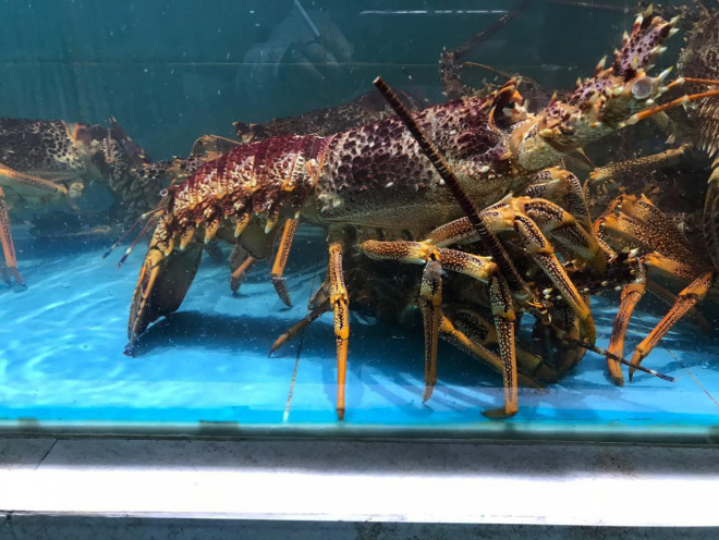 Sự thật lõi bò Úc, cua siêu gạch Na Uy giá rẻ bán đầy chợ-4