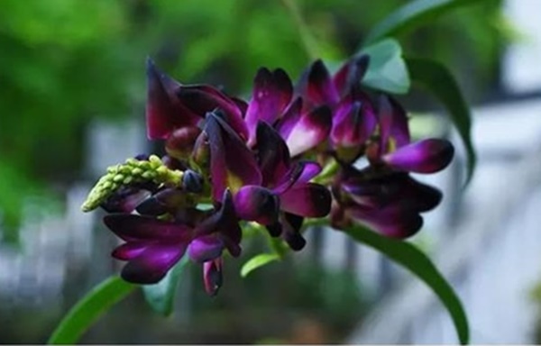 Việt Nam có giống cây chảy máu, bán giá trăm nghìn/kg mà ùn ùn người mua-3