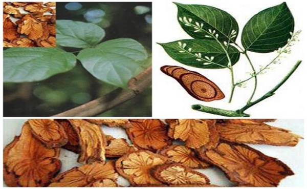 Việt Nam có giống cây chảy máu, bán giá trăm nghìn/kg mà ùn ùn người mua-6