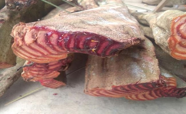 Việt Nam có giống cây chảy máu, bán giá trăm nghìn/kg mà ùn ùn người mua-7