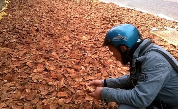 Việt Nam có giống cây chảy máu, bán giá trăm nghìn/kg mà ùn ùn người mua-8