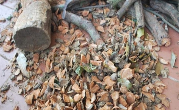 Việt Nam có giống cây chảy máu, bán giá trăm nghìn/kg mà ùn ùn người mua-9