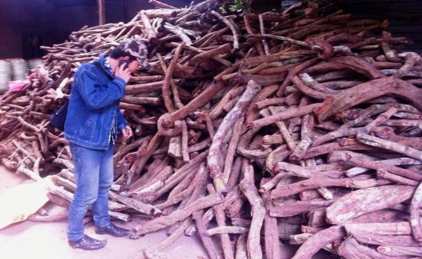 Việt Nam có giống cây chảy máu, bán giá trăm nghìn/kg mà ùn ùn người mua-10