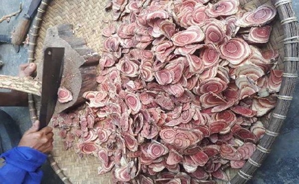 Việt Nam có giống cây chảy máu, bán giá trăm nghìn/kg mà ùn ùn người mua-11