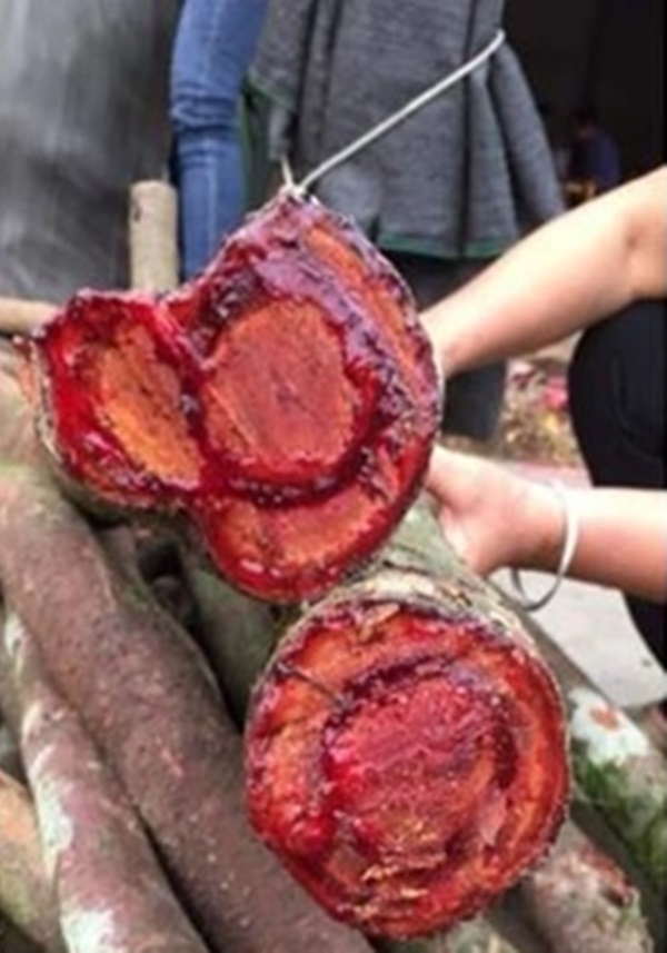 Việt Nam có giống cây chảy máu, bán giá trăm nghìn/kg mà ùn ùn người mua-12