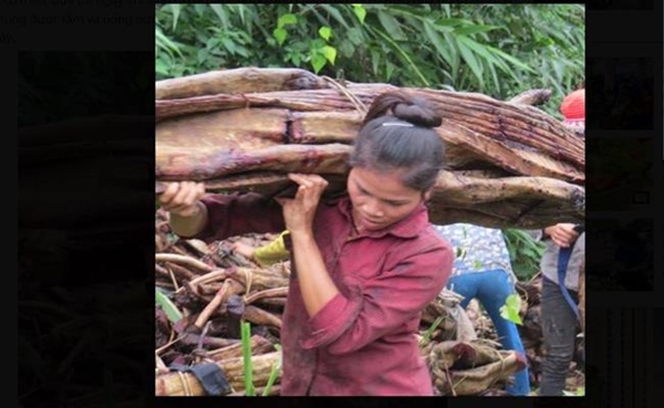 Việt Nam có giống cây chảy máu, bán giá trăm nghìn/kg mà ùn ùn người mua-14