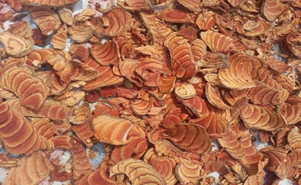 Việt Nam có giống cây chảy máu, bán giá trăm nghìn/kg mà ùn ùn người mua-15