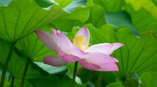 Ba con giáp nữ càng lớn tuổi càng vượng, nửa đầu cuộc đời cay đắng, nửa sau ngọt ngào, cuộc đời suôn sẻ hơn!-2