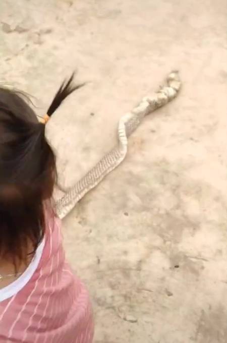 Bé gái hùng hổ xách con rắn dài gần 2 mét đi chơi như thú cưng khiến người thân được phen hú vía-3