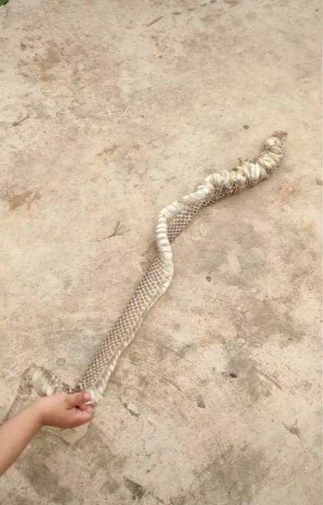 Bé gái hùng hổ xách con rắn dài gần 2 mét đi chơi như thú cưng khiến người thân được phen hú vía-4