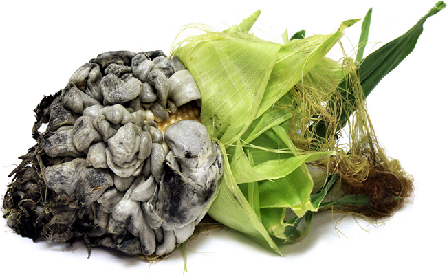 Lạ lùng những thứ càng mốc càng... đắt tiền-7