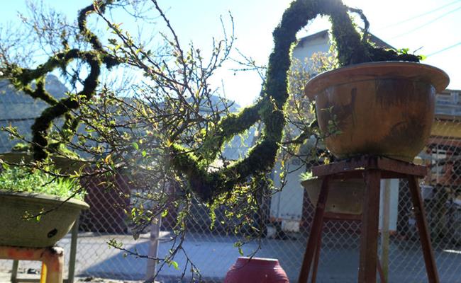 Lạ lùng những thứ càng mốc càng... đắt tiền-23