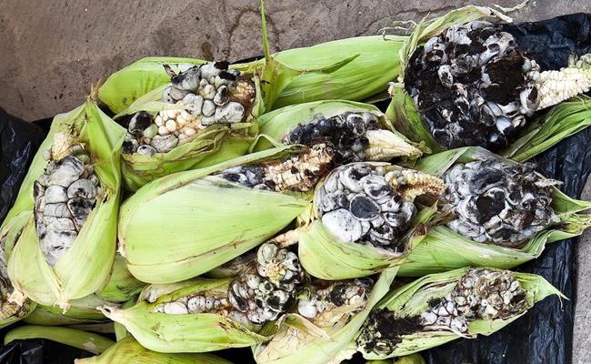 Lạ lùng những thứ càng mốc càng... đắt tiền-4