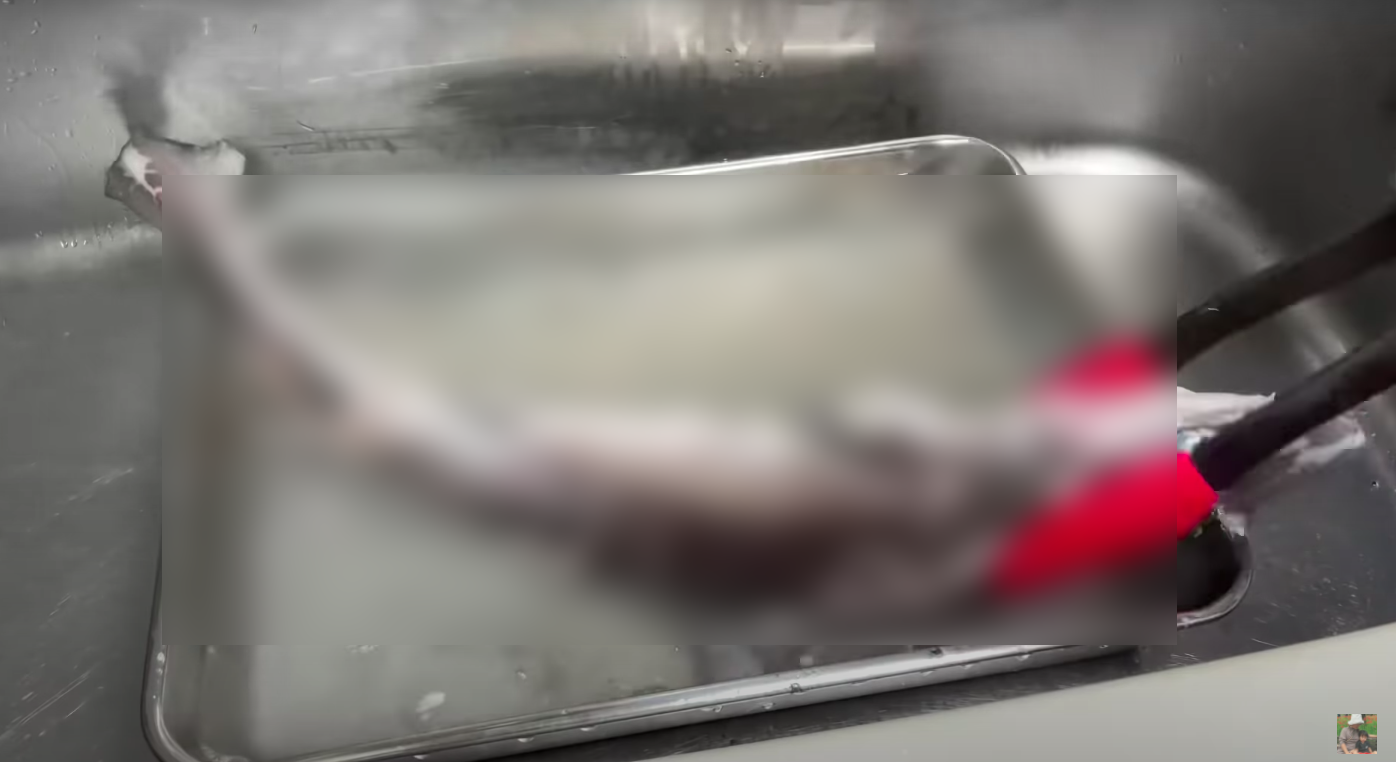 Quỳnh Trần JP lại bị phản đối dữ dội với clip làm thịt cá mập cận cảnh, ớn” nhất là đoạn lột da!-4