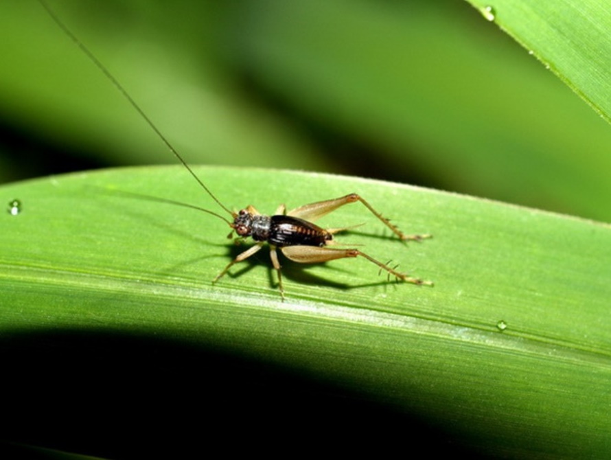 5 mẹo đuổi côn trùng tại nhà tiết kiệm vừa hiệu quả lại không lo độc hại cho sức khỏe