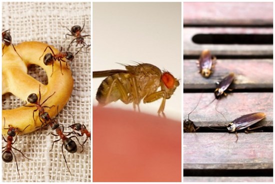 5 mẹo đuổi côn trùng tại nhà tiết kiệm, vừa hiệu quả lại không lo độc hại cho sức khỏe