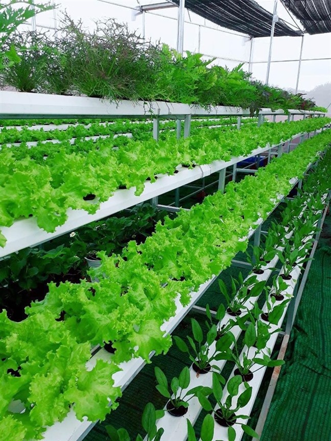 Lý Nhã Kỳ thu hoạch trái cây, hoa và rau củ trong khu vườn 50 ha ở Đà Lạt-10