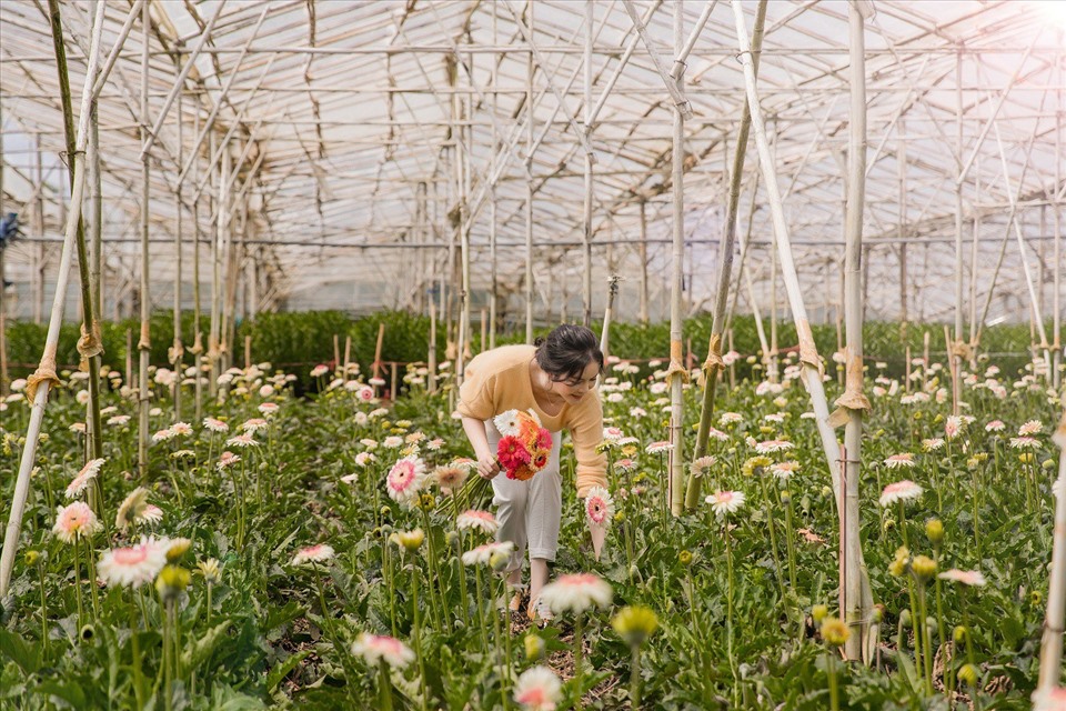 Lý Nhã Kỳ thu hoạch trái cây, hoa và rau củ trong khu vườn 50 ha ở Đà Lạt-13