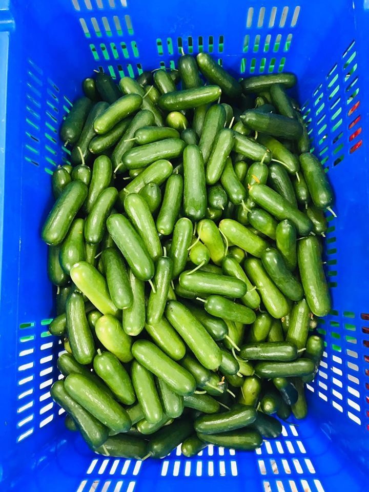 Lý Nhã Kỳ thu hoạch trái cây, hoa và rau củ trong khu vườn 50 ha ở Đà Lạt-14