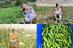 Cùng Việt Trinh đi thu hoạch nhiều loại trái cây trong vườn 2.500m2-16