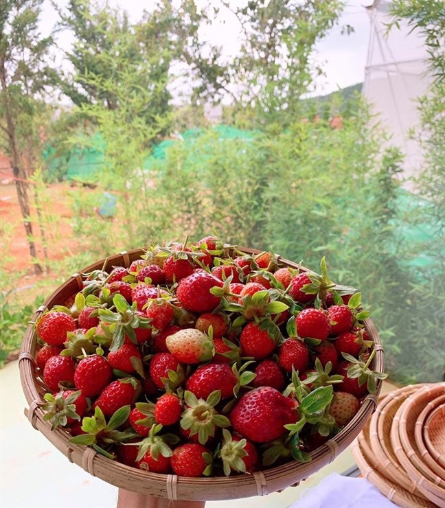 Lý Nhã Kỳ thu hoạch trái cây, hoa và rau củ trong khu vườn 50 ha ở Đà Lạt-15