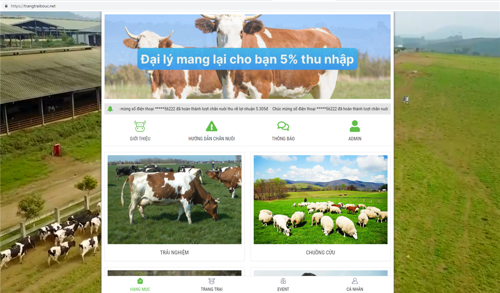Tin vào chủ trang trại ở nước ngoài, hàng nghìn người nuôi bò online sập bẫy đa cấp, mất trắng muôn chủng loài triệu đồng-1
