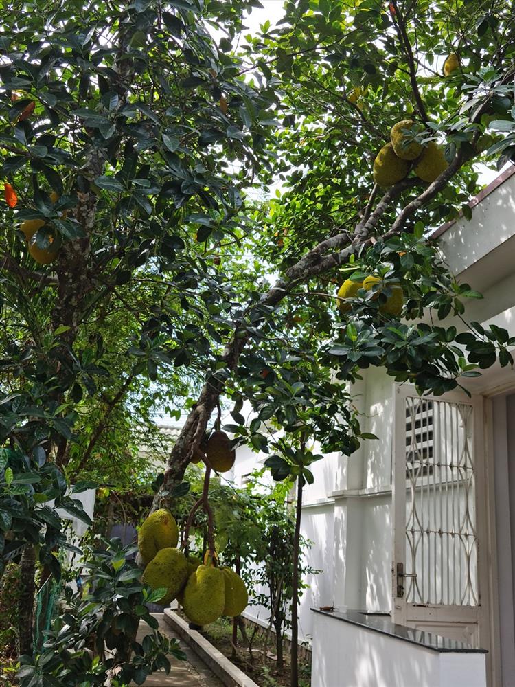 Cùng Việt Trinh đi thu hoạch nhiều loại trái cây trong vườn 2.500m2-2
