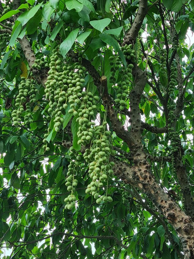 Cùng Việt Trinh đi thu hoạch nhiều loại trái cây trong vườn 2.500m2-4