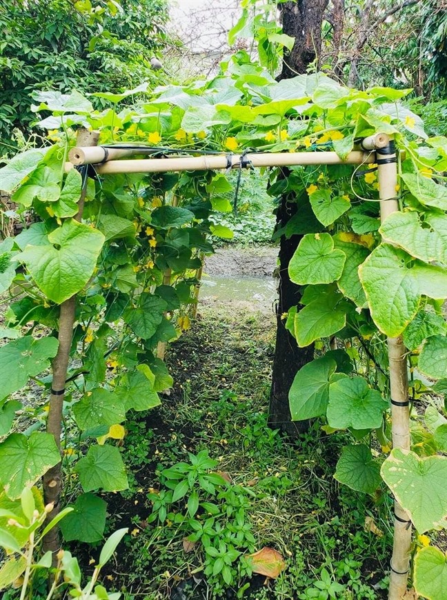 Cùng Việt Trinh đi thu hoạch nhiều loại trái cây trong vườn 2.500m2-12