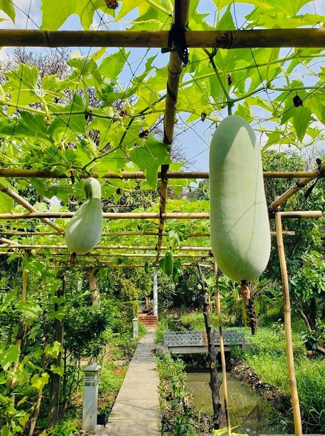 Cùng Việt Trinh đi thu hoạch nhiều loại trái cây trong vườn 2.500m2-13