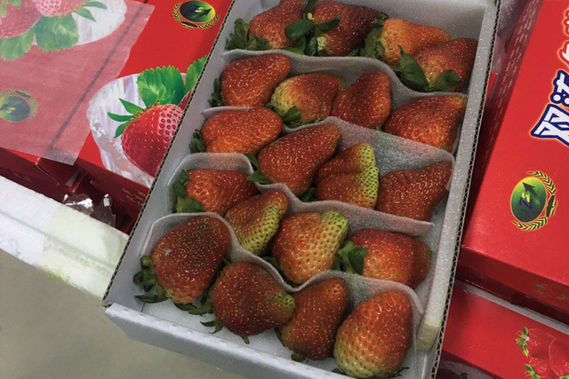 Phát hiện lô dâu tây Trung Quốc nhập lậu vào Đà Lạt bằng đường hàng không-1