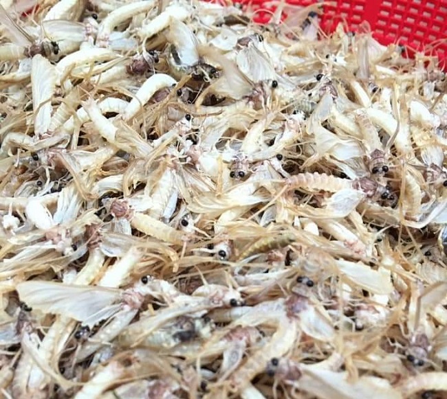 Vớt loại côn trùng sống vật vờ ngoài sông Hồng, ngư dân kiếm cả triệu đồng mỗi đêm-3