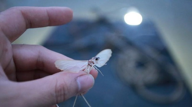Vớt loại côn trùng sống vật vờ ngoài sông Hồng, ngư dân kiếm cả triệu đồng mỗi đêm-5