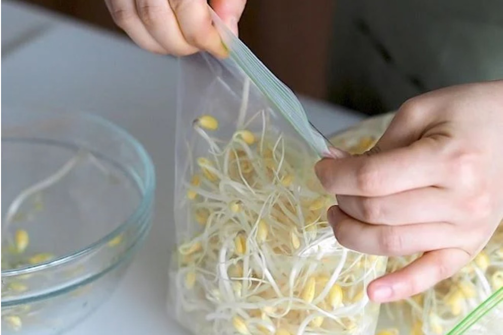 Thấy giá đỗ có 3 dấu hiệu lạ này tuyệt đối không được mua-3